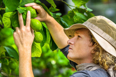 Farmer checking and controlling lemons on the tree. Concepts of sustainable living, work outdoors, contact with nature, healthy food.の写真素材