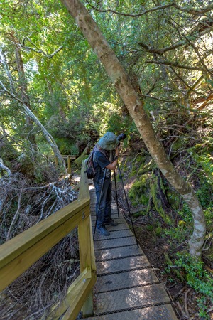 Nature photographer taking pictures with his tripod and wide angle camera in the rainforest. Ballroom Forest in Lake Dove Circuit, Cradle Mountain National Park, Tasmania, Australia.の写真素材