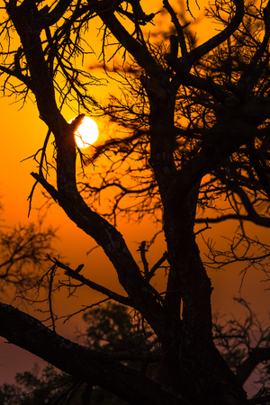 Beautiful African landscape at sunset with branches of trees. Hluhluwe-Imfolozi Game Reserve, KwaZulu-Natal, South Africa.の写真素材