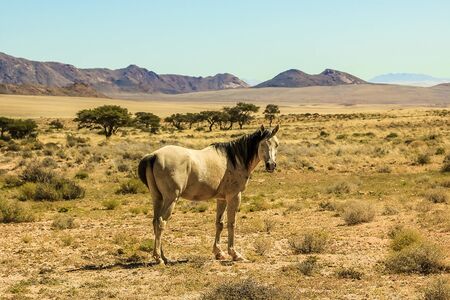 Wild and majestic white horse. African savannah in southern Namibia, Africa, in the dry season.の写真素材