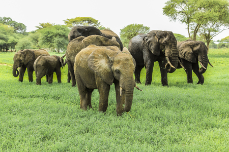A family of African elephants in Tarangire National Park Tanzania on green grass savanna.の写真素材