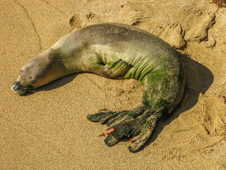 Baby Hawaiian monk seal sleeping on the beach, Kauai, Hawaii, Usa.の写真素材