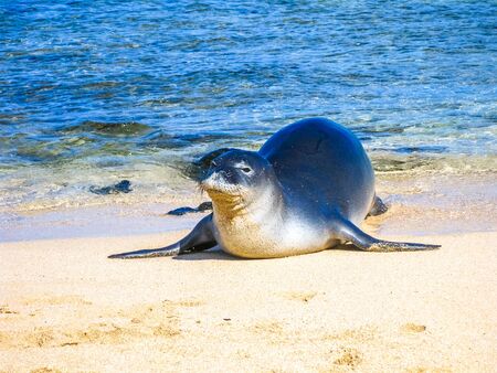 Portrait of a hawaiian monk seal sleeping on the tropical beach, Kauai, Hawaii, Usa.の写真素材