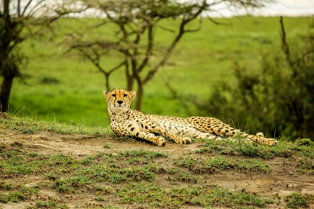 Lying cheetah in Ndutu Area in Serengeti National Park Tanzania on grass savanna.の写真素材