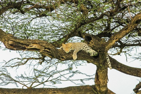 Leopard resting on a tree at Ndutu Area - Serengeti National Park, Tanzania - Africa.の写真素材