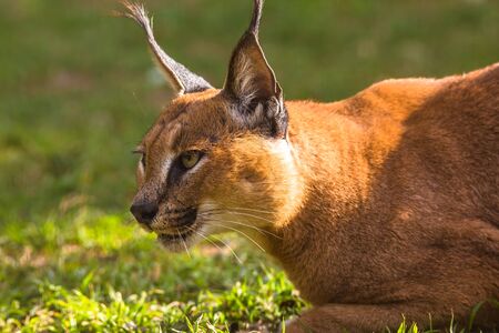 Profile Portrait of a Caracal in the grass, South Africa.の写真素材
