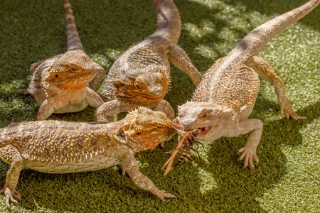 Pogona Vitticept reptiles competing for food, biting each other. Green Background.の写真素材