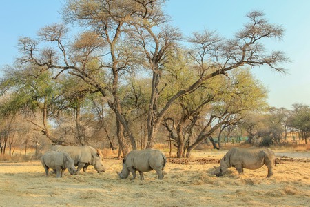Herd of white rhinoceros grazing under trees near Omaruru, Namibia, Africa.の写真素材
