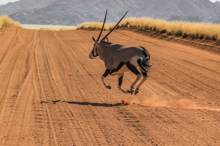 A Gemsbok running at breakneck speed runs on the road strerra D707, an isolated road in the middle of the Namib Desert, Namibia Africa.の写真素材