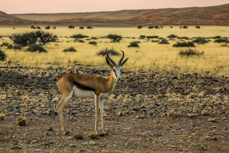 Springbok solitary at sunset in the Namib Desert, Namibia, season dry.