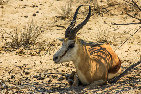 Springbok sitting resting in Etosha National Park, Namibia, Africa, dry season.の写真素材