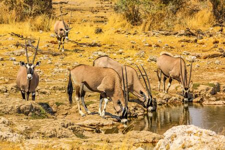 Gemsboks drinking in a puddle, Ethosa National Park, dry season, Namibia South Africa. .の写真素材