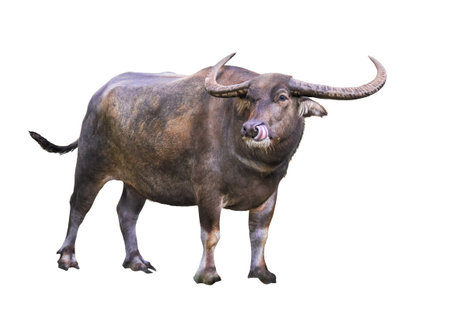 Asian water buffalo with fun tongue, isolated on white .