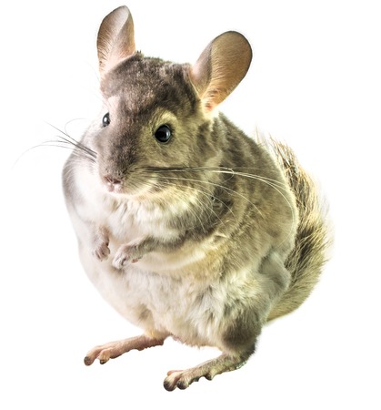 Chinchilla isolated on white .の写真素材