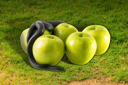 Black nigrita snake on green smith apples on grass , temptation concept and poison apples , poison earth and pollution,contamination, global warming.の写真素材