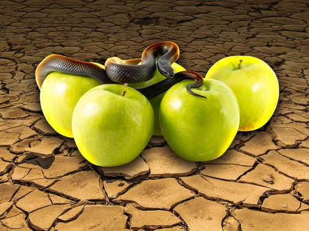Black nigrita snake on green apples on cracked earth , temptation concept and poison apples, poison earth, pollution and contamination.の写真素材