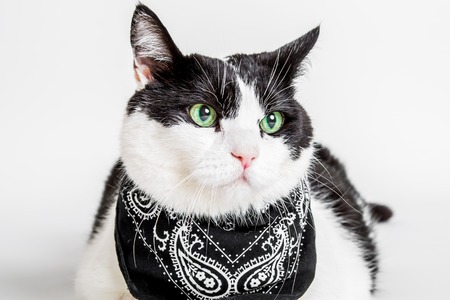 Portrait of a green eyed cat with a black bandana, white studio .の写真素材