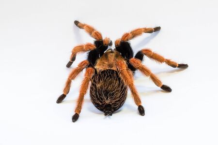 Rear view closeup of Mexican Fireleg Tarantula, isolated on white background.の写真素材