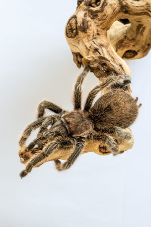 A Rose Hair Tarantula, also known in the United States as the Chilean rose tarantula, Chilean flame tarantula, Chilean fire tarantula or the Chilean red-haired tarantula.の写真素材