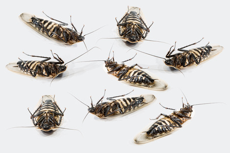 Group of dead beetles on a white studio background.の写真素材