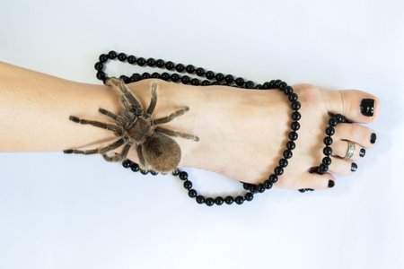 Chilean rose or flame tarantula on the bare foot of a woman with an ankle necklace.