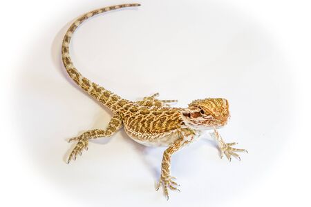 Pogona or Dragon Bearded Lizard standing in a shadow, isolated in white .の写真素材