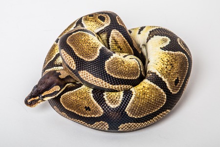 Closeup of a african coiled royal or ball python snake on a white background.の写真素材