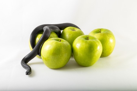 Black nigrita snake on green smith apples isolated; on white background, temptation concept, poison apples concept, original sin.の写真素材