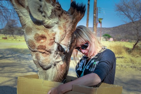 Young woman feeds a giraffe in a reserve, Northern Namibia, Africa.の写真素材