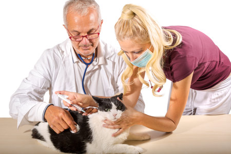 Veterinarians vaccinate a cat with syringe, isolated on white background.