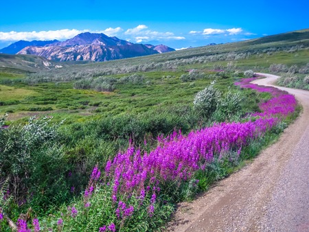Spectacular landscape seen from the shuttle bus, the only means of transport that can make the gravel road inside the park. Denali National Park in summer, Alaska, USA.の写真素材