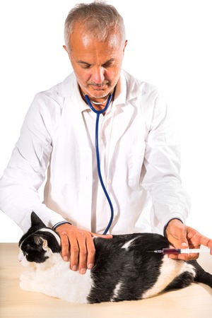 Veterinarian male doctor making an  injection to a cat on white background.の写真素材