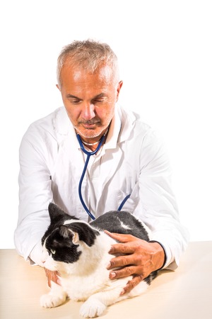 Veterinarian male doctor making checkup of a cat on white background.の写真素材