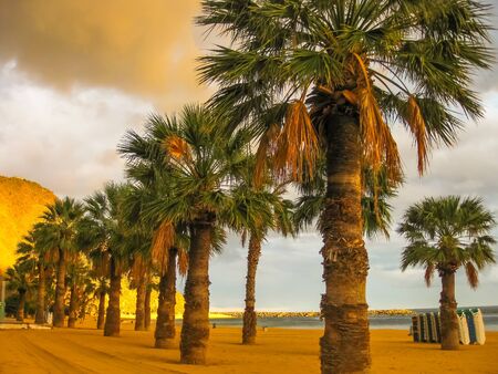 Row of palm trees in the Teresitas beach, Tenerife, Canary Islands.の写真素材