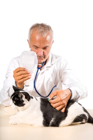 Veterinarian male doctor making an  infusion therapy to a cat on white background.の写真素材