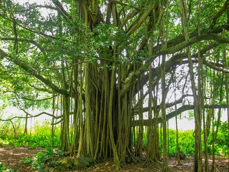 Old tree with multiple branches growing to the ground for support in the rain forest, Maui, Hawaii, USA.の写真素材