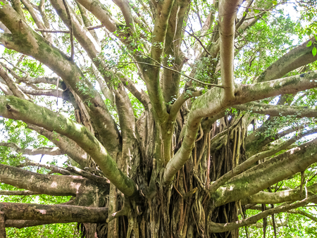 Old tree with multiple branches growing to the ground for support in the rain forest, Maui, Hawaii, USA.の写真素材