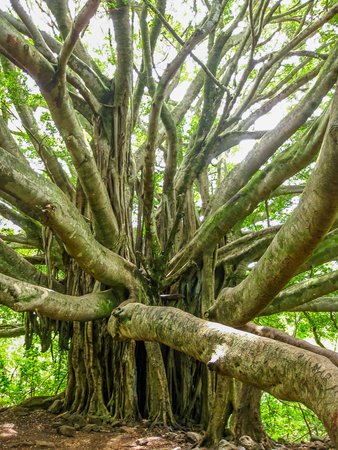 Old tree with multiple branches growing to the ground for support in the rain forest, Maui, Hawaii,...