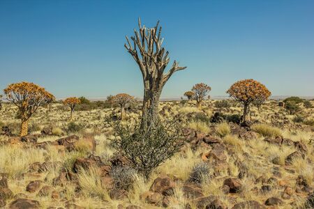 Quiver Tree Forest consists of trees of Aloe the tallest trees have 2-3ncenturies and is a National Monument, Namibia.の写真素材