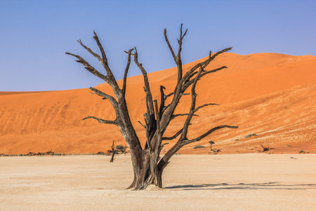 Deadvlei or Dead Vlei , a depression characterized by a layer of white sand located about 2 km by...