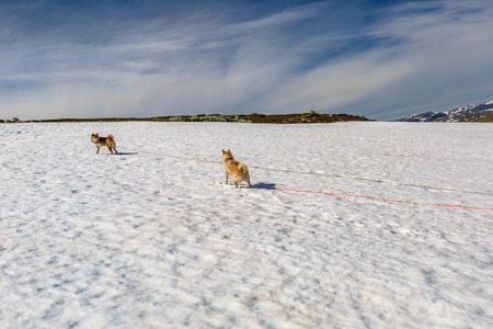 Two siberian husky on a leash walking on snow in winter season.の写真素材