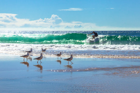 Royal National Park coastline, New South Wales, Australia - December 29, 2014: Surfer on the waves and seagulls on the shoreline of Garie Beach in a summer sunny dayのeditorial素材