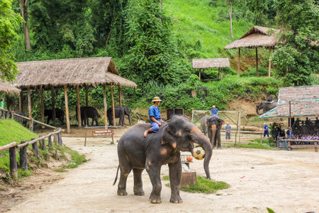 Muang District, Chiang Mai, Thailand - July 25, 2011: Elaphant playing ball. Elephant show at Maesa Elephant Campのeditorial素材