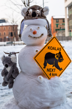Crazy koala snowman dressed in this way, koala hat, backpack shaped koala with Koala crossing warning sign. Buildings of the city.の写真素材