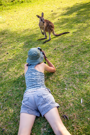 Wildlife woman photographer takes pictures of a kangaroo grass surrounding Pebbly Beach famous for...