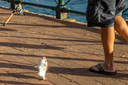 Fisherman closeup legs only has hooked a fish on the dock in the summer.の写真素材