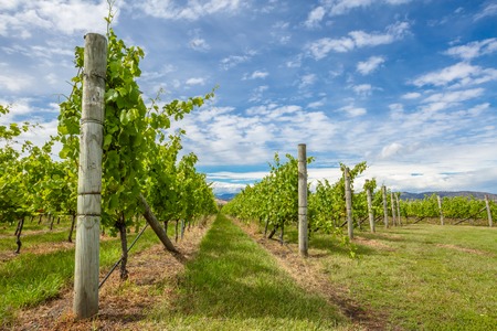Vineyards landscape in the area between Richmond, Cambridge and Hobart in Tasmania, Australia.の写真素材