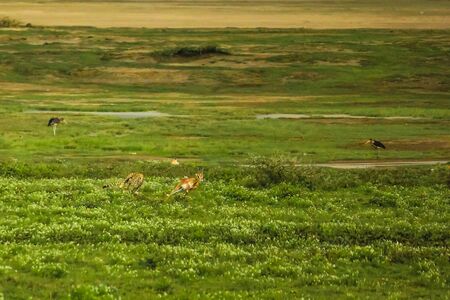 Cheetah running and hunting springbok in Tarangire National Park, Tanzania Africa.の写真素材