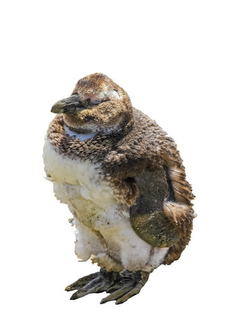 Young african penguin shedding feathers on white background in a packの写真素材