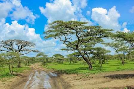 African trees in the middle of the plains of the Serengeti National Park, Tanzania, Africa.の写真素材